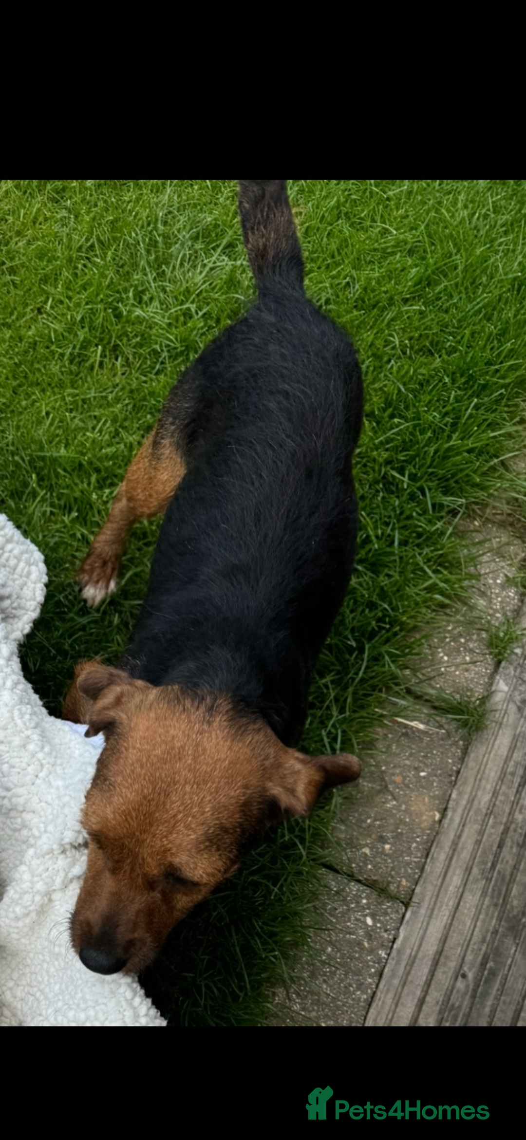 Jack Russell dogs for sale: Beautiful traditional Jack Russell puppies - Advert 9