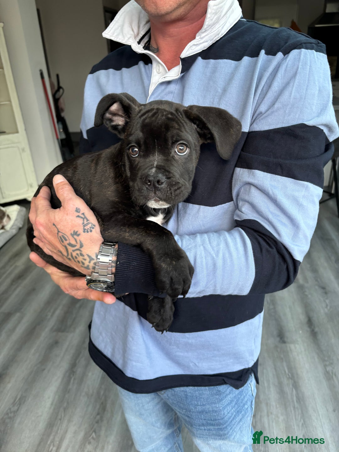 Mixed Breed dogs for sale: cano corso cross british bulldog  - Image 3