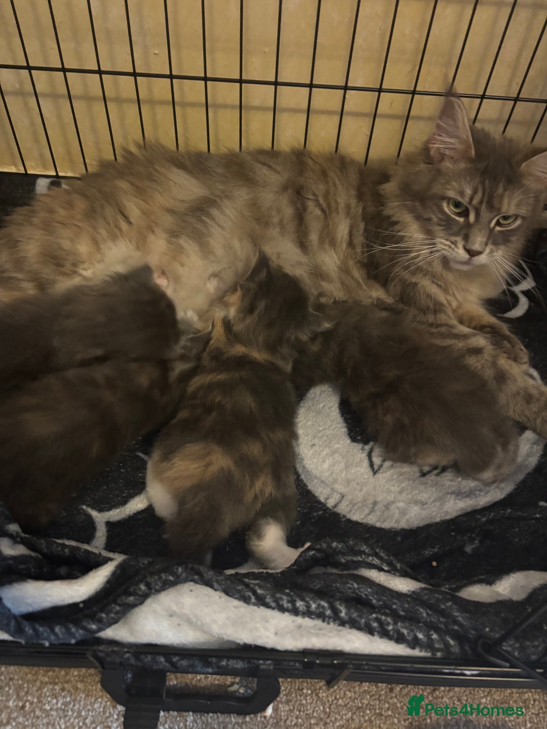 Maine Coon cats for sale: 3 females 1 male Maine Coone kittens - Image 14