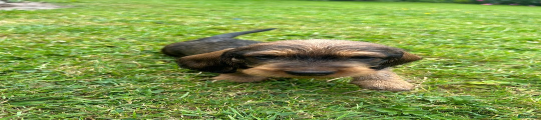 Dachshund Puppy 3