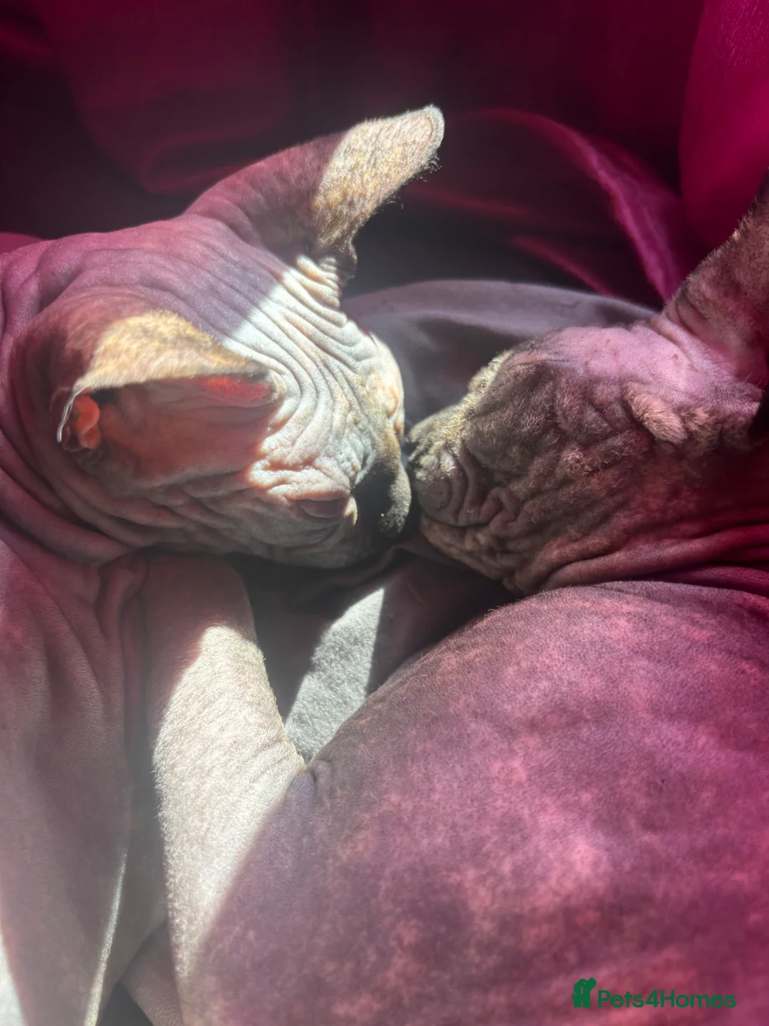 Sphynx cats for sale: Doja & Minnie Looking for Their Forever Home 🐾 in Manchester - Advert 2