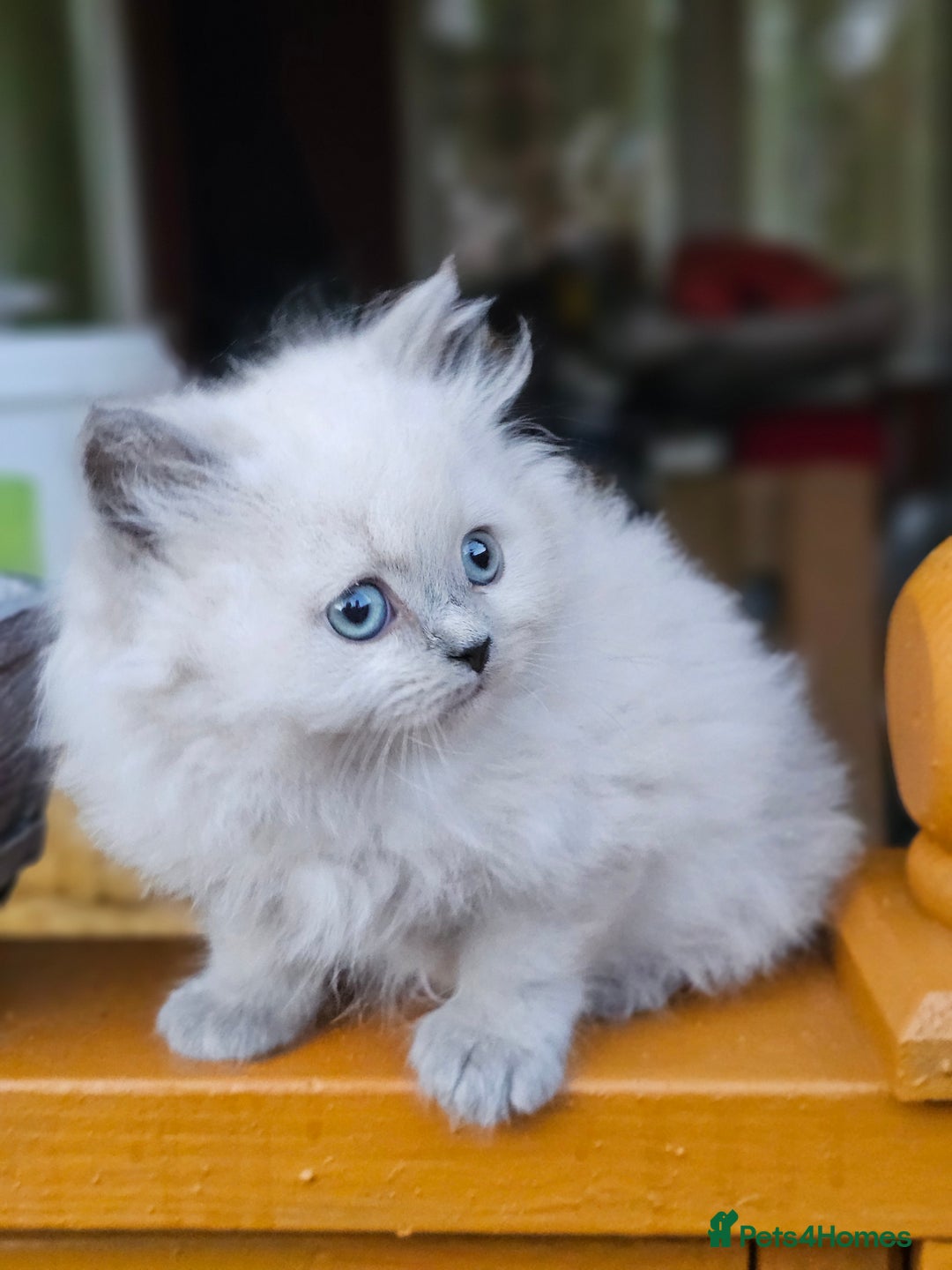 British Shorthair cats for sale: Last 4 male British Short-hair/long hair kittens  - Image 8