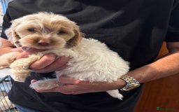 Cockapoo dogs for sale: F1 Cockapoo puppies  - Image 3