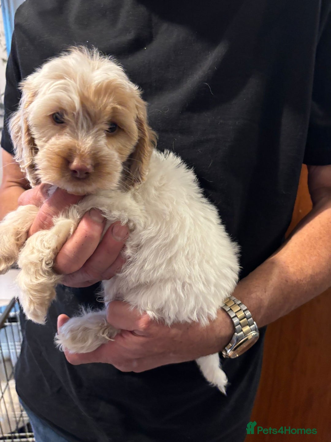Cockapoo dogs for sale: F1 Cockapoo puppies  - Image 3