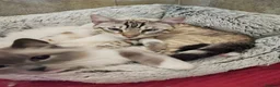 Mixed Breed cats for sale: Ragdoll X Bengal Kittens for sale - Advert 9