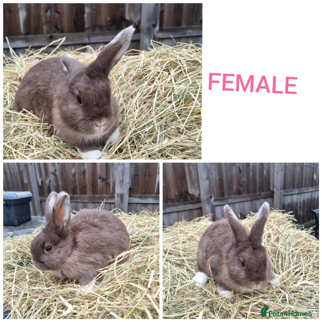Mixed Breed rabbits for sale: Mini lop cross babies - Advert 10