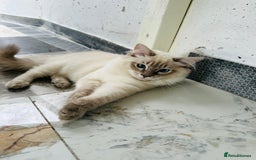 Ragdoll cats for sale: GCCF full pedigree ragdoll kittens  - Image 10