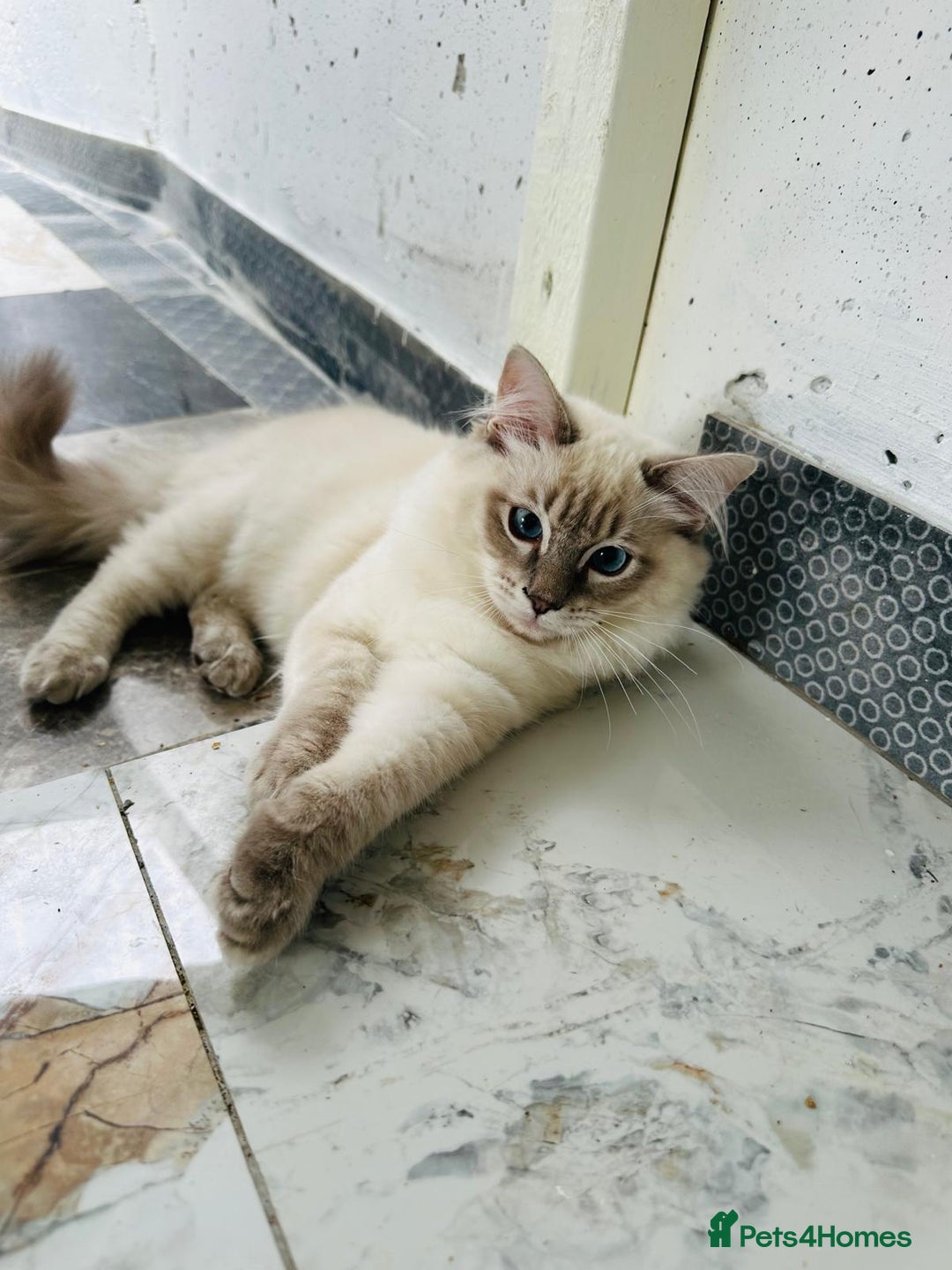 Ragdoll cats for sale: GCCF full pedigree ragdoll kittens  - Image 10