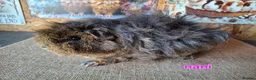 Guinea Pig rodents for sale: Lunkarya  - Advert 9
