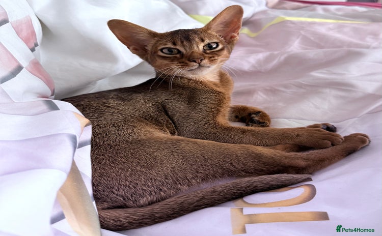 Abyssinian cats - Advert 1