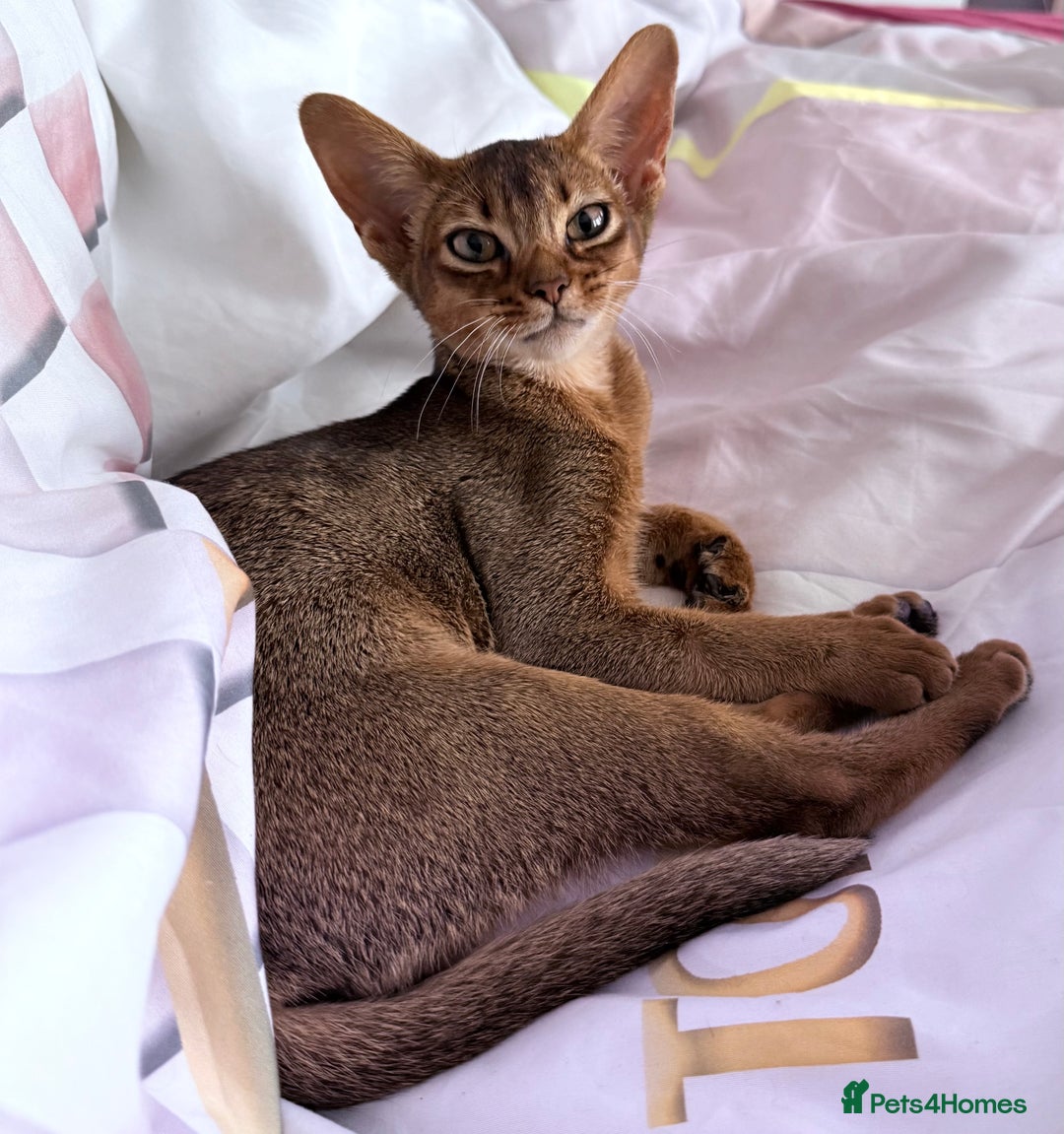 Abyssinian cats for sale: One little girls looking for new homes  - Image 1
