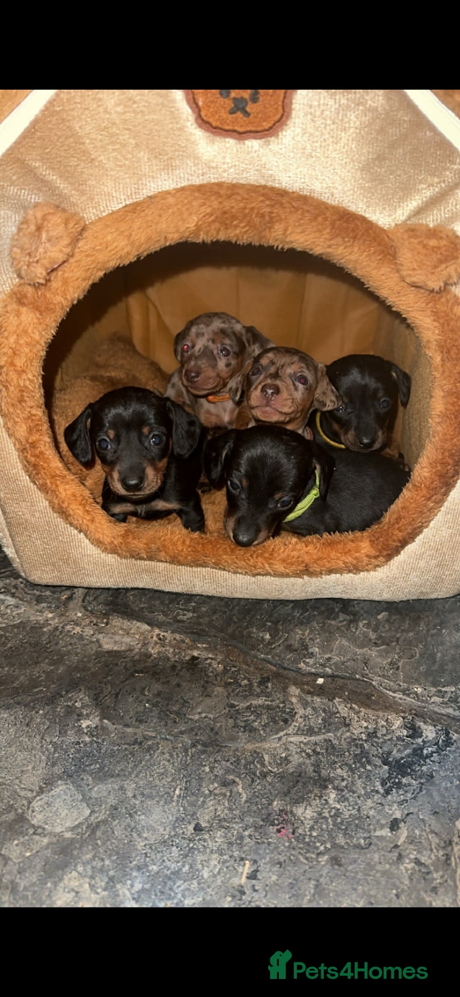 Miniature Dachshund dogs Gorgeous miniature dachshund puppies in Rhayader - Advert 15