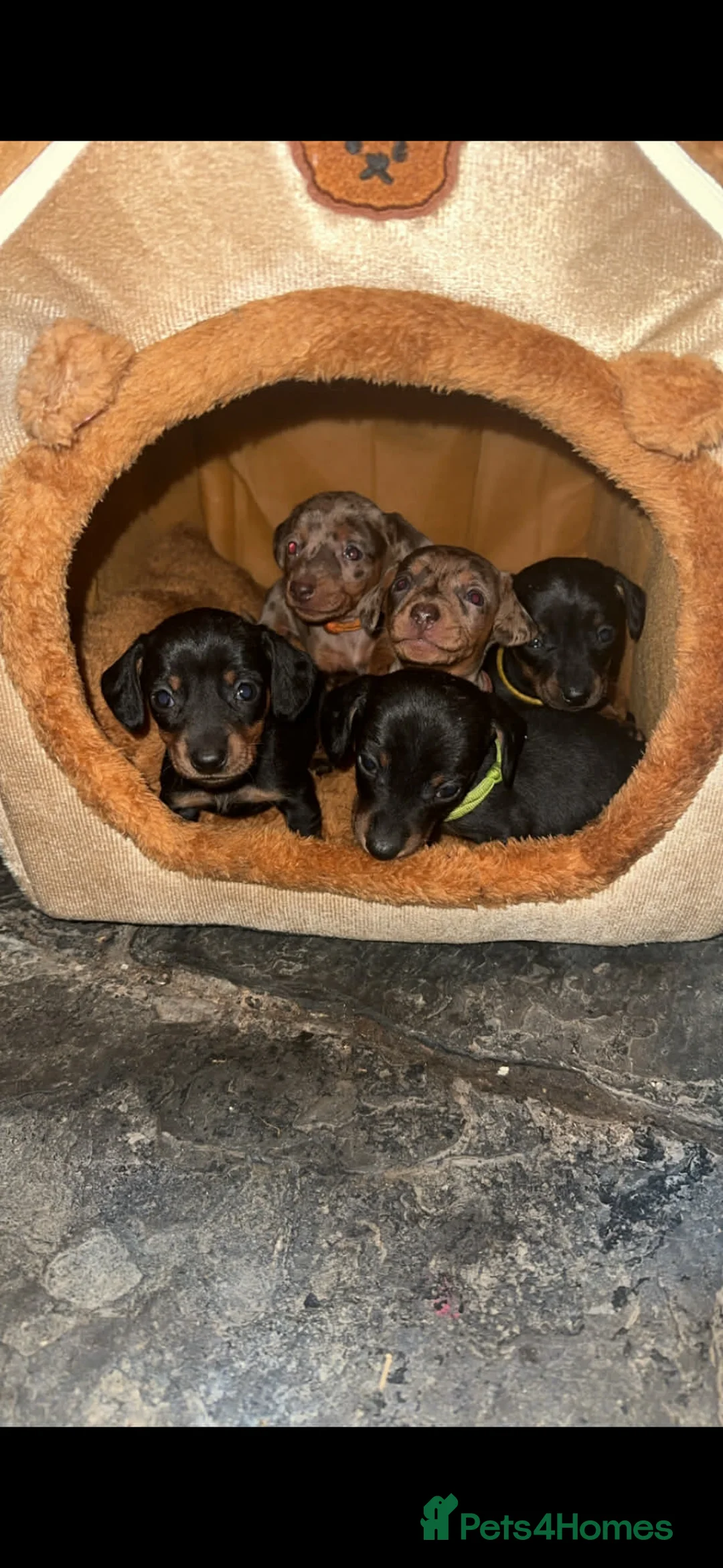 Miniature Dachshund dogs for sale: Gorgeous miniature dachshund puppies - Advert 1