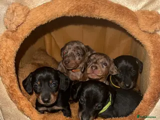 Miniature Dachshund dogs Gorgeous miniature dachshund puppies in Rhayader - Advert 15