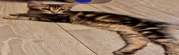 Maine Coon cats for sale: Stunning tabby pedigree XL Maine Coons ready now! - Advert 11