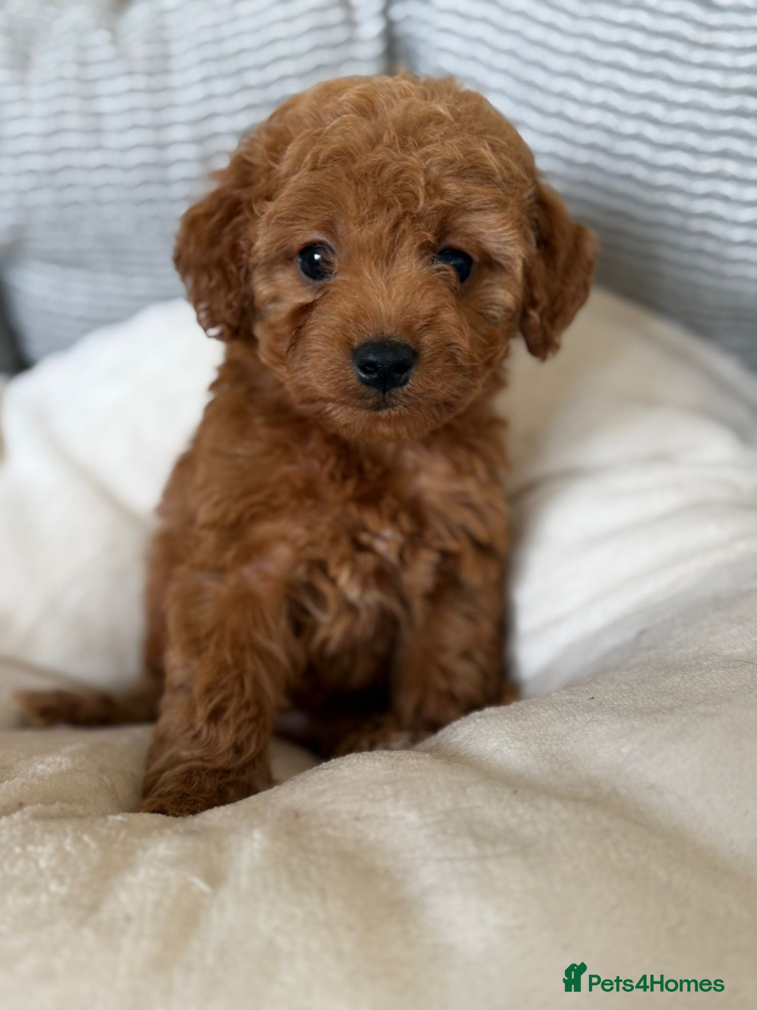 Cavapoo dogs Adorable F1 Cavapoo Puppies Ready for Loving home - Advert 2