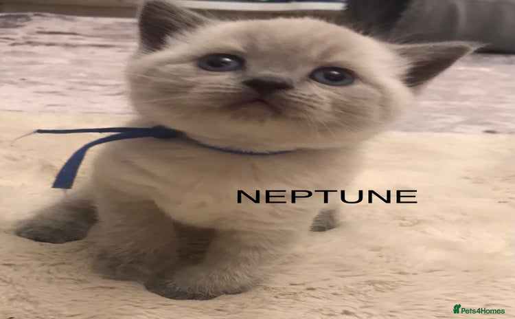 British Shorthair cats - Advert 10
