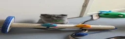 Scottish Fold cats for sale: 7 Scottish fold 😍beautiful  healthy kittens - Advert 21
