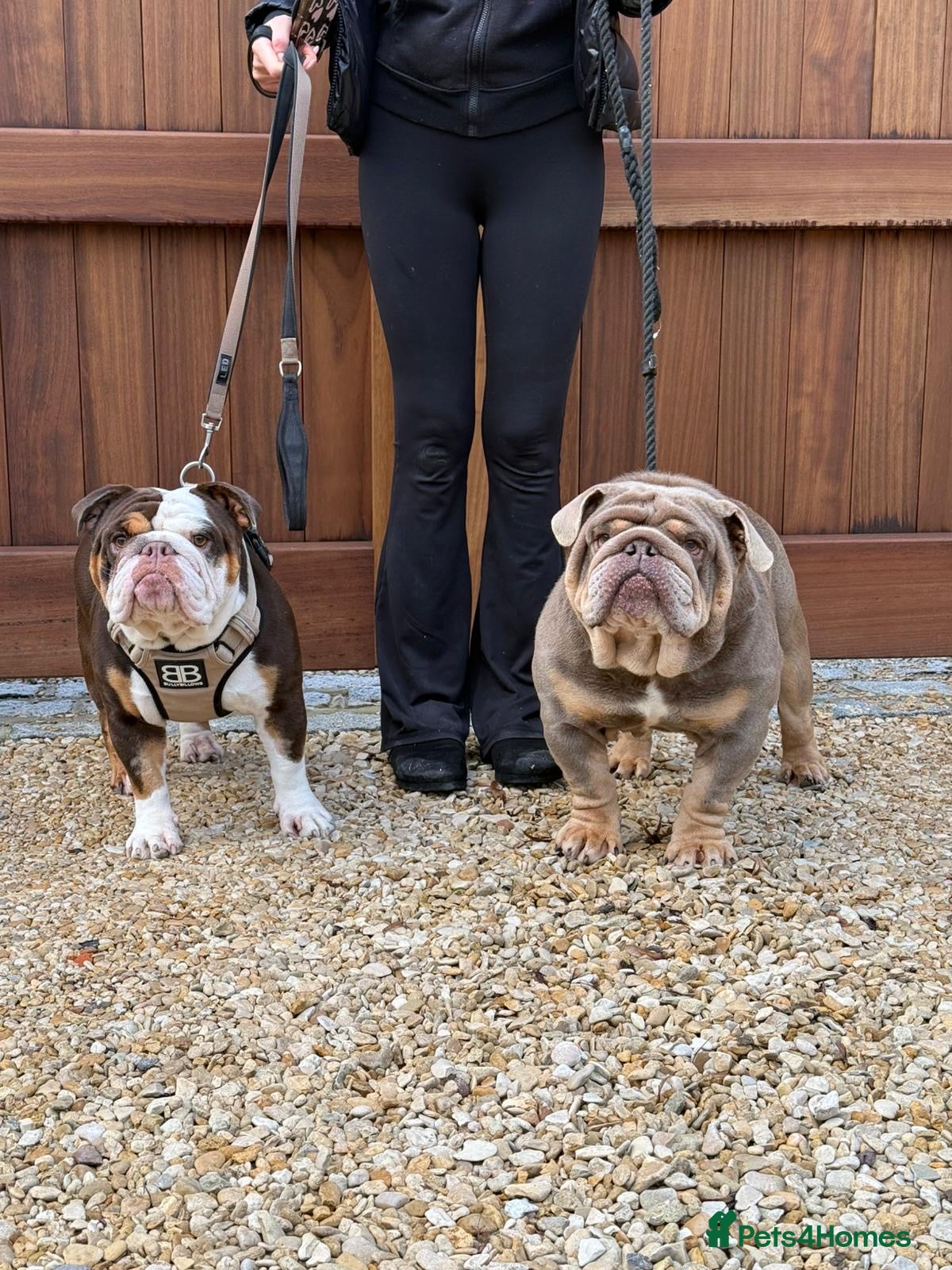 English Bulldog dogs A stunning unique coloured pups - Advert 1