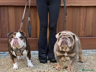 English Bulldog dogs 4 stunning unique KC registered coloured pups - Advert 2