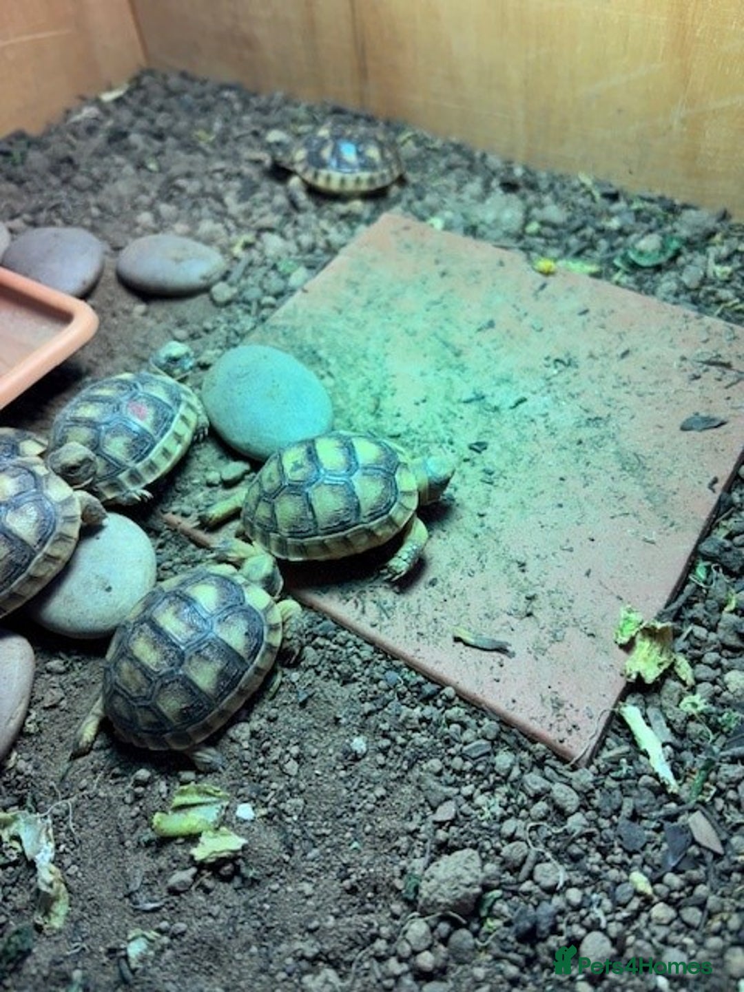Tortoise reptiles for sale: Marginated Tortoises (Hatchlings)  - Image 3