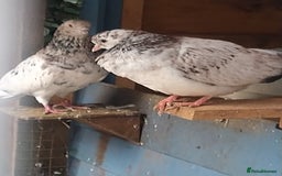 Pigeons birds for sale: Young tipplers/tumblers & racers £3 each - Image 3