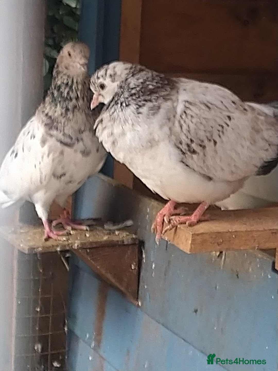 Pigeons birds for sale: Young tipplers/tumblers & racers £3 each - Image 3