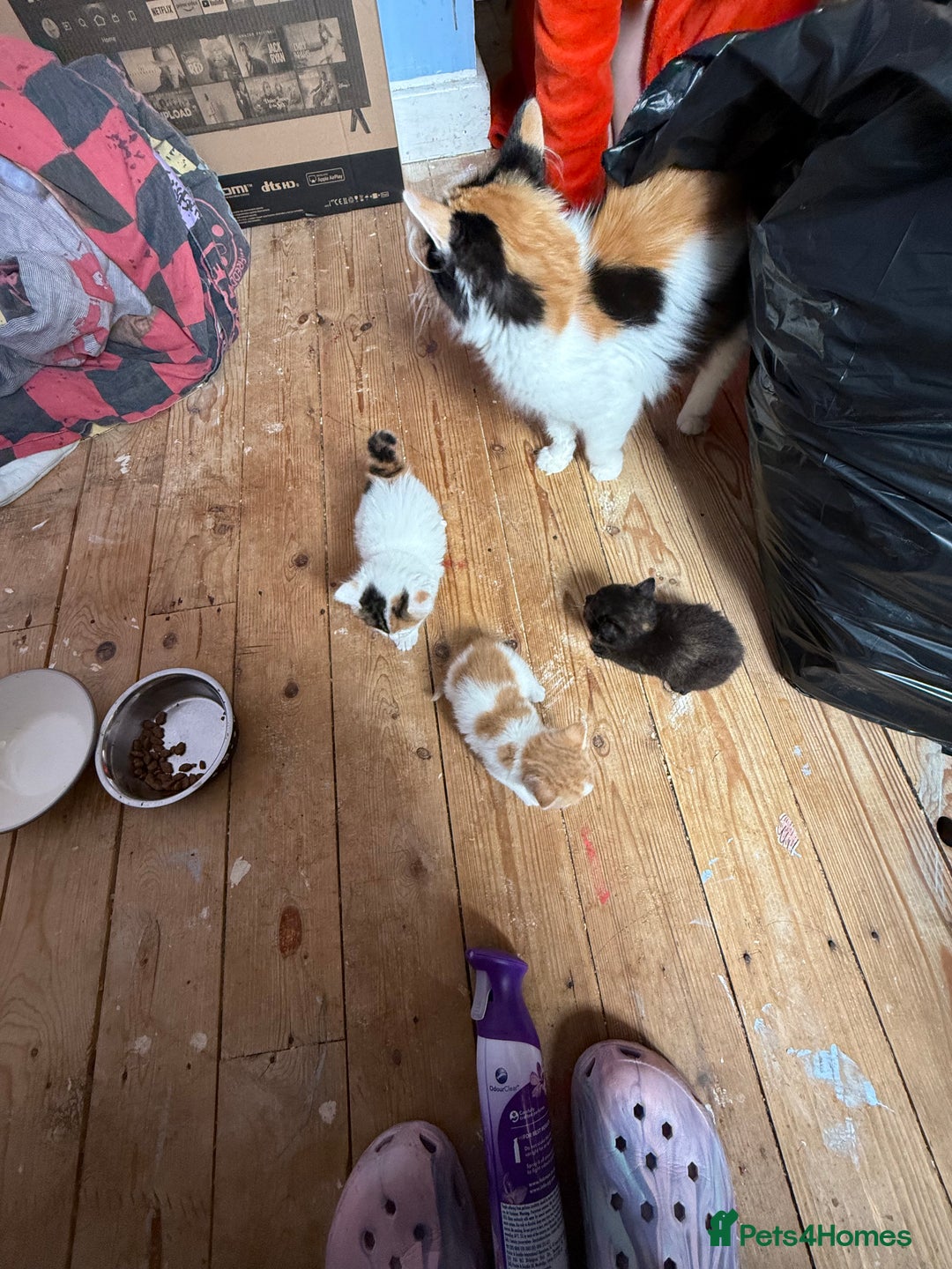 Domestic Shorthair cats for sale: 4 cute little kittens  - Image 3