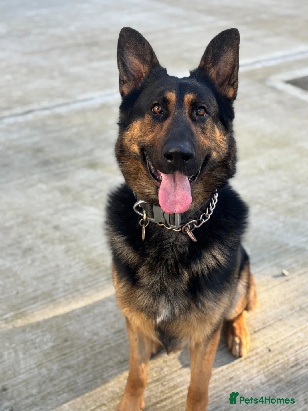 German Shepherd dogs for sale: 2 Year old German shepherd  in Havant - Advert 1