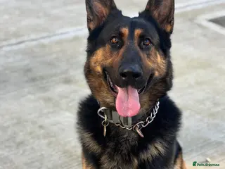 German Shepherd dogs 2 Year old German shepherd - Advert 10