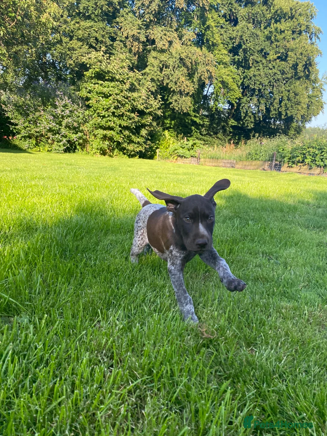 German Shorthaired Pointer dogs for sale: Stunning KC GSP puppies  - Advert 2
