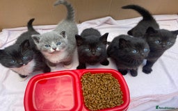 British Shorthair cats for sale: British Blue Short hair mixed - BBS - Image 1