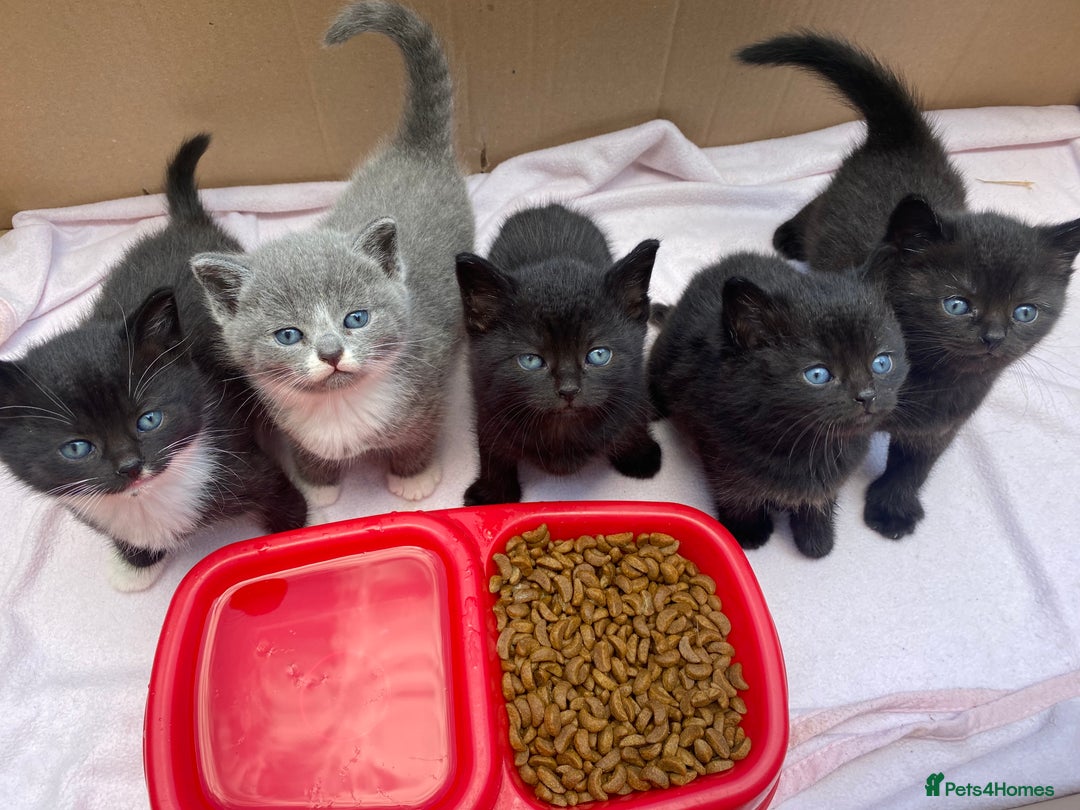 British Shorthair cats for sale: British Blue Short hair mixed - BBS - Image 1