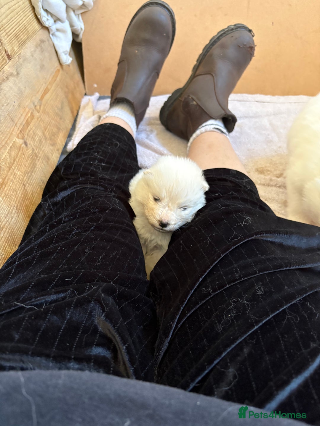 Samoyed dogs for sale: Samoyed puppies for sale - Image 8