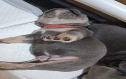 French Bulldog dogs for sale: French bulldogs - Image 19