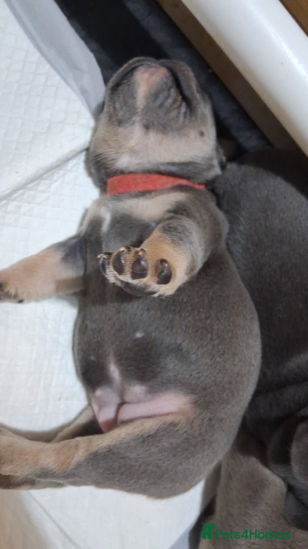 French Bulldog dogs for sale: French bulldogs - Image 19