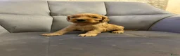 Cockapoo dogs for sale: 7 Gorgeous Cockapoo Puppies Left - Advert 22