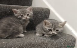 British Shorthair cats for sale: BSH cross kittens - Advert 2