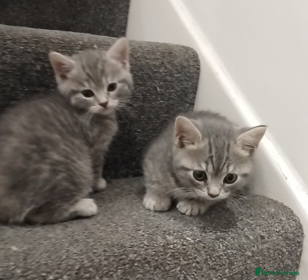 British Shorthair cats for sale: BSH cross kittens - Advert 2