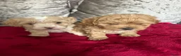 Maltipoo dogs for sale: adorable maltipoo puppies ready for a loving home - Advert 6