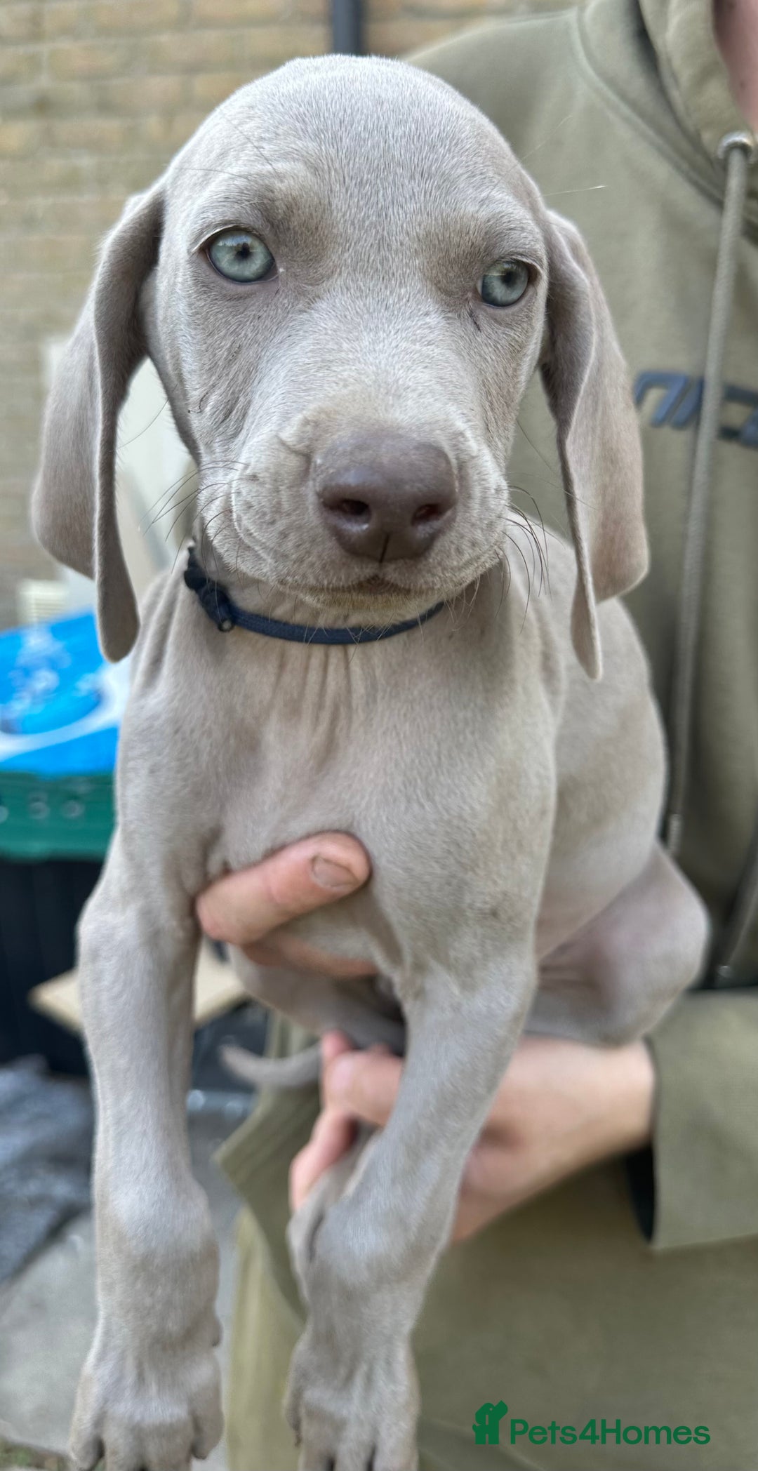 Weimaraner dogs for sale: (3 remaining!) 8 Stunning KC 🩷&💙 Weimaraner pups in Thetford - Image 19
