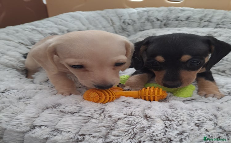 Dachshund dogs - Advert 3