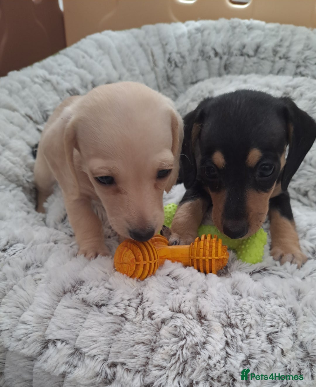 Dachshund dogs for sale: Miniature dachshund girls, cream & black and cream - Image 1