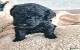 Labradoodle dogs for sale: Rare Roan Ebony Tiny/Mini Labradoodlese Puppies  - Image 36