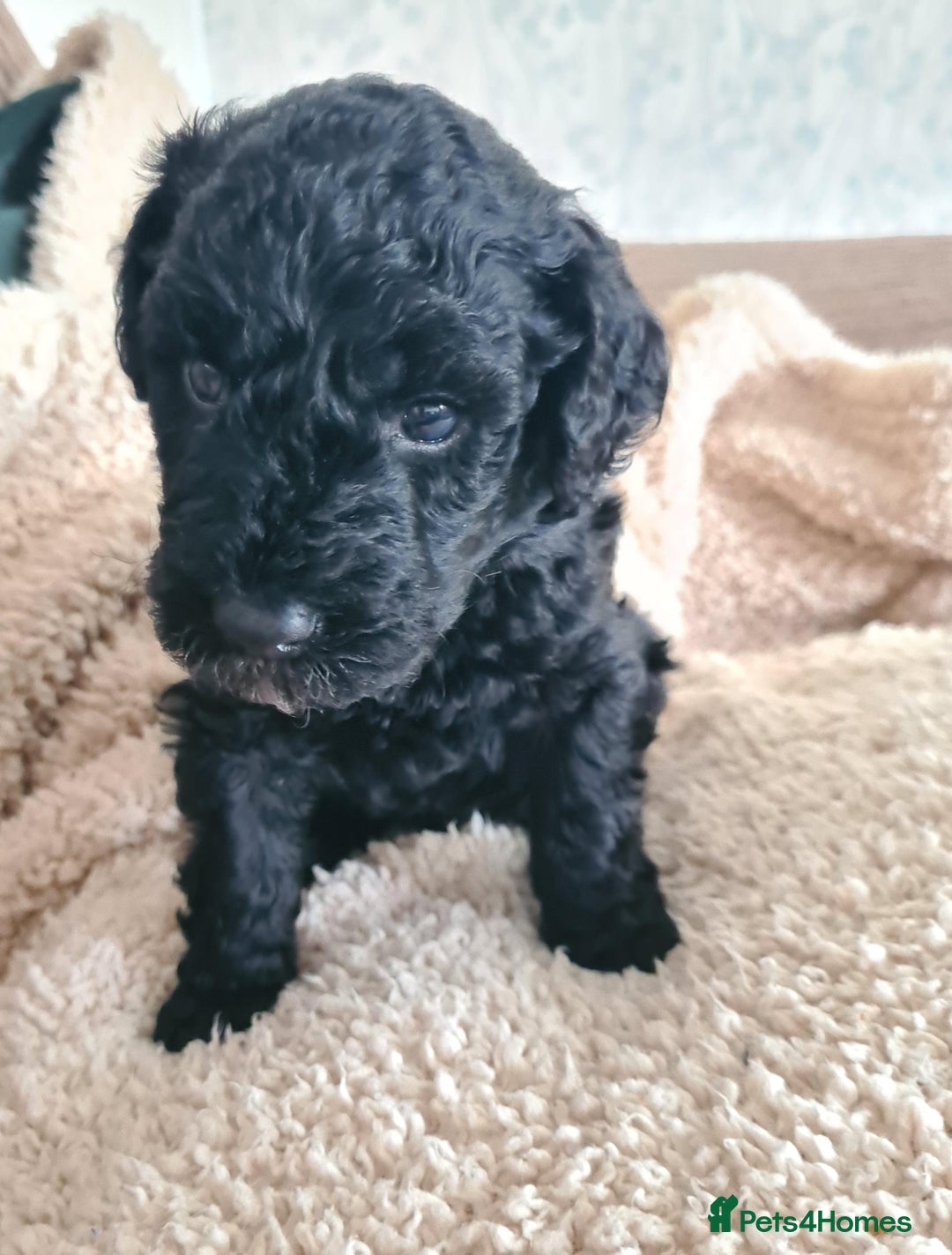 Labradoodle dogs for sale: Rare Roan Ebony Tiny/Mini Labradoodlese Puppies  - Image 36