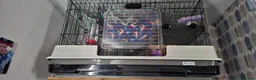 Rat rodents for sale: 2 male dumbo rats  - Advert 1