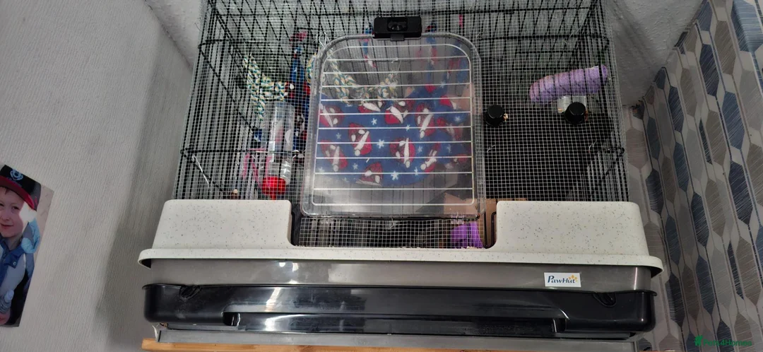 Rat rodents for sale: 2 male dumbo rats  - Advert 1