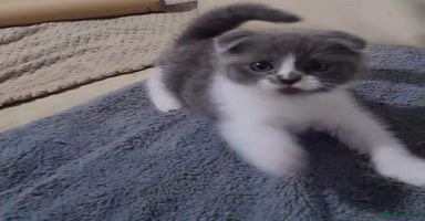 Scottish Fold cats - Advert 1