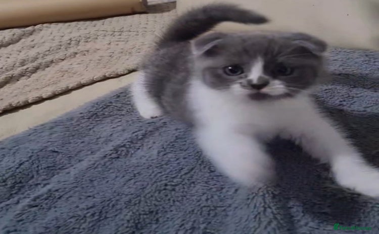 Scottish Fold cats - Advert 3