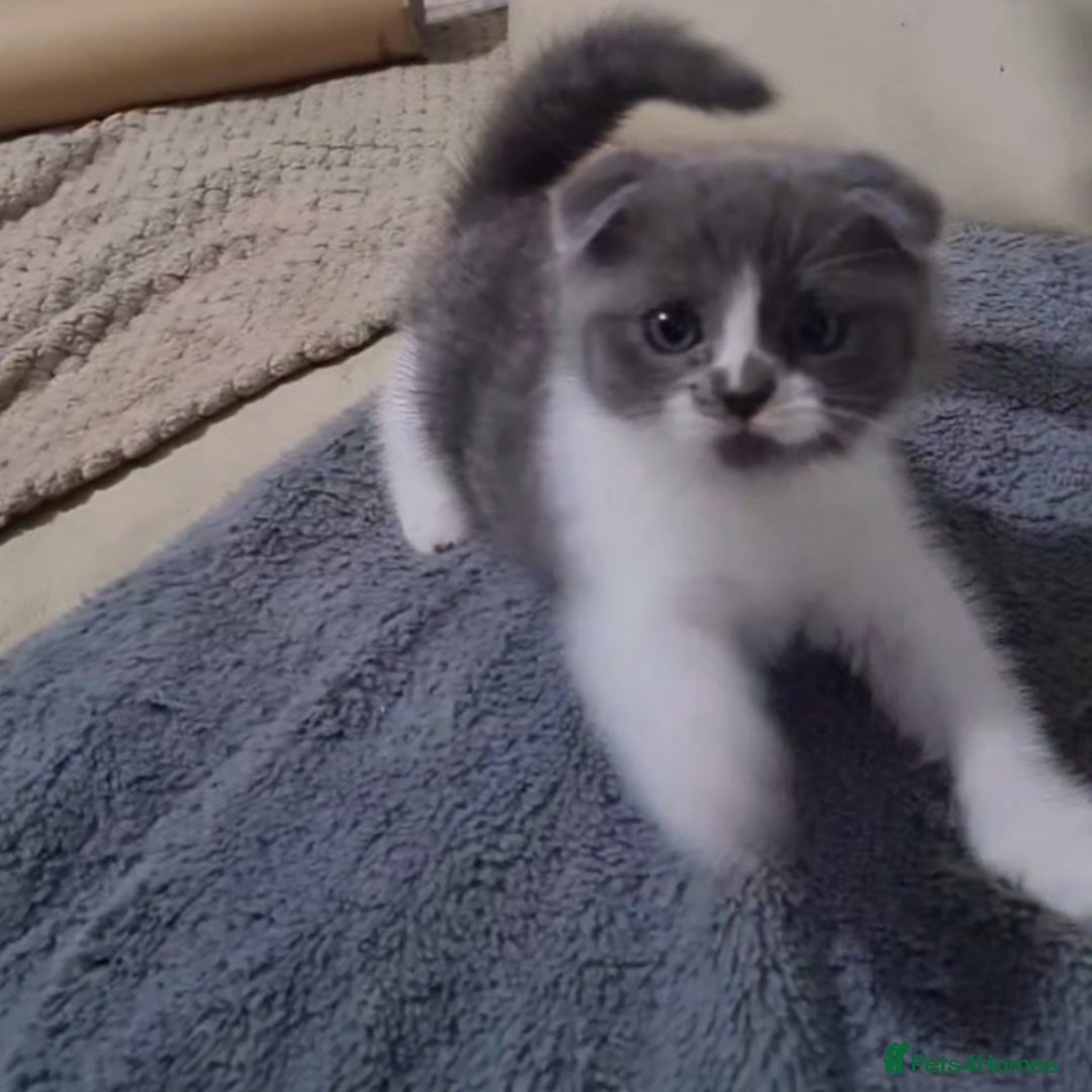 Scottish Fold cats for sale: Scottish fold available  - Image 1